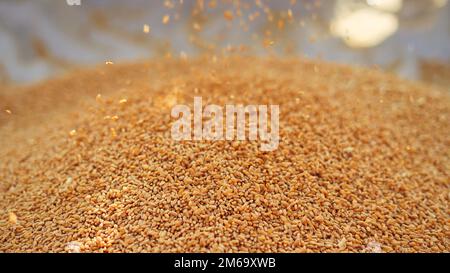 I semi di grano freschi raccolti cadono dalla macchina del trattore sul terreno. Cumulo di grani di grano sparo in su in campo. Agricoltura indiana, raccolta concep Foto Stock