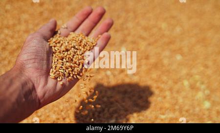 Grani di grano in una mano dopo raccolto buono di coltivatore riuscito. Mani ravvicinate del coltivatore che versa e vagliando grani di grano su terra. agricoltura conce Foto Stock