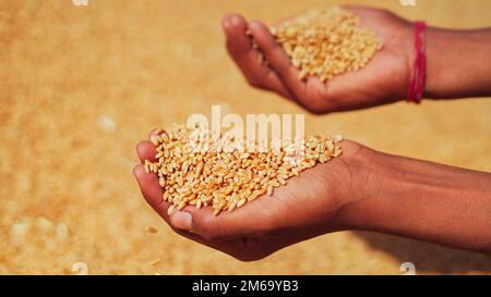 Grani di grano in una mano dopo raccolto buono di coltivatore riuscito. Mani ravvicinate del coltivatore che versa e vagliando grani di grano su terra. agricoltura conce Foto Stock