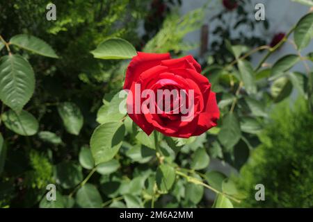 Splendidi fiori di rosa in giardino Foto Stock