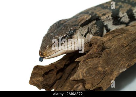 Skink dalle tonalità blu su sfondo bianco (Tiliqua scincoides scincoides) Foto Stock