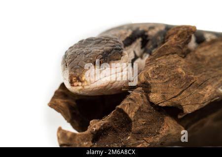 Skink dalle tonalità blu su sfondo bianco (Tiliqua scincoides scincoides) Foto Stock