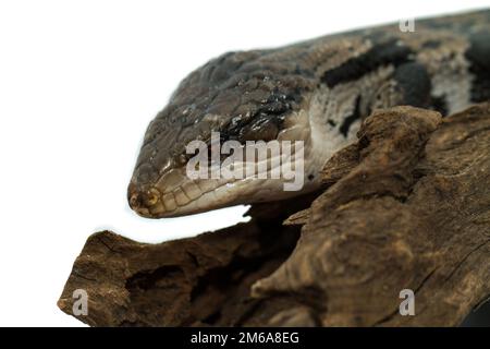 Skink dalle tonalità blu su sfondo bianco (Tiliqua scincoides scincoides) Foto Stock