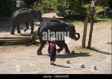 Chiang mai, Thailandia. 13 novembre 2022: Spettacolo degli elefanti al campo degli elefanti di Mae SA. Gli elefanti giocano a calcio. Foto Stock