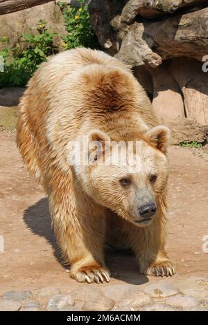 Orso bruno 012 Foto Stock