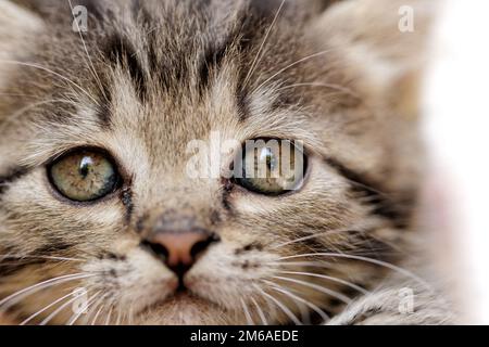 Primo piano su un ritratto dei cuccioli Foto Stock