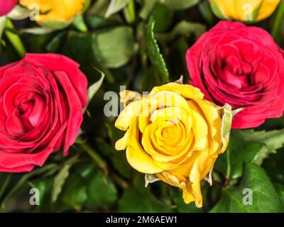 Il giallo e il Rosa Rose Foto Stock