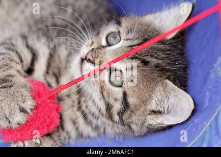 Primo piano su un cucciolo che gioca con una palla rossa Foto Stock