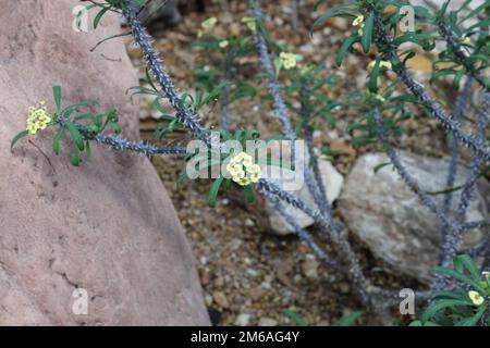 Una corona gialla fiorente di spine arbusto con piccoli fiori gialli e foglie verdi ricci Foto Stock