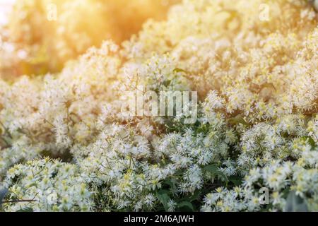 Fiori di Clematis vitalba, conosciuta anche come barba di un vecchio e gioia del viaggiatore, è un arbusto della famiglia Ranunculaceae Foto Stock