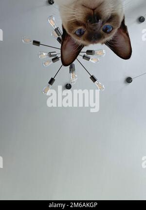 Il gatto siamese guarda giù verso la macchina fotografica. Foto Stock