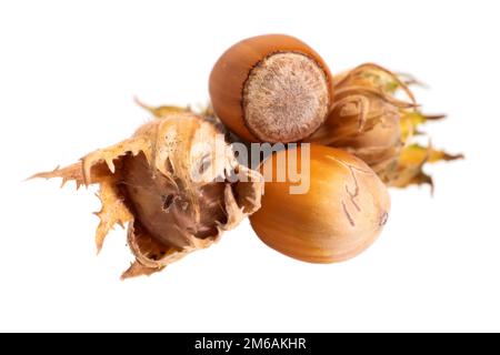 Nocciole di foresta nocciole isolate su sfondo bianco Foto Stock