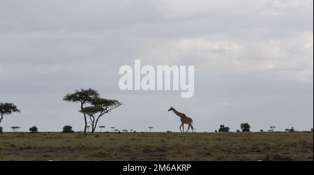 Giraffe cammina attraverso la savana africana. Foto Stock