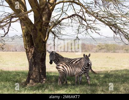 Due zebre si trovano sotto un albero in Kenya. Foto Stock