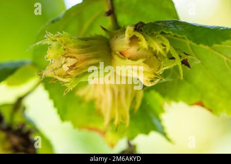 Un macrofo di un grappolo di nocciole appeso ai rami di un nocciola ritorto Foto Stock