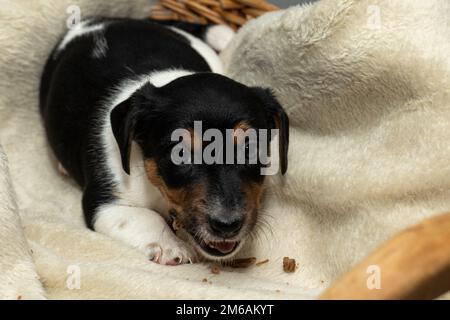 Carino cucciolo di Jack Russell Terrier di 6 settimane sdraiato in un cestino da masticare Foto Stock