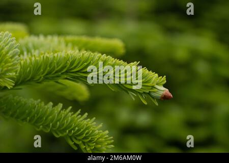 L'albero di natale scandinavo Nordmann Fir cresce nella piantagione Foto Stock