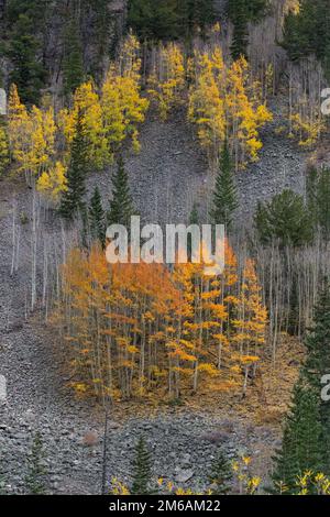 Un piccolo boschetto di aspens dai colori vivaci sulla montagna. Foto Stock