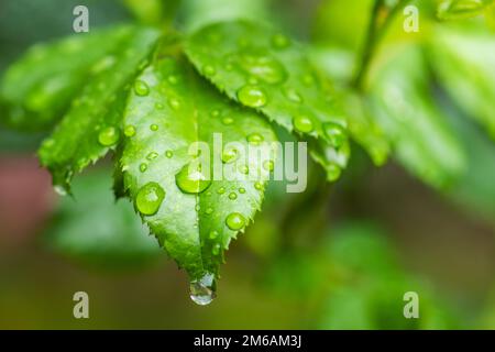 Foglie di limone. Gocce d'acqua sulla foglia di limone. Gocce di pioggia fluenti. Foto Stock