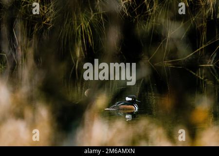 Vista attraverso gli alberi di un merganser con cappuccio su un piccolo torrente Foto Stock