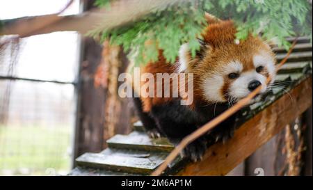 Cassie The Red Panda nel suo recinto a Safari Niagara, Stevensville Ontario. Foto Stock