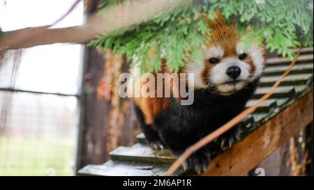 Cassie The Red Panda nel suo recinto a Safari Niagara, Stevensville Ontario. Foto Stock