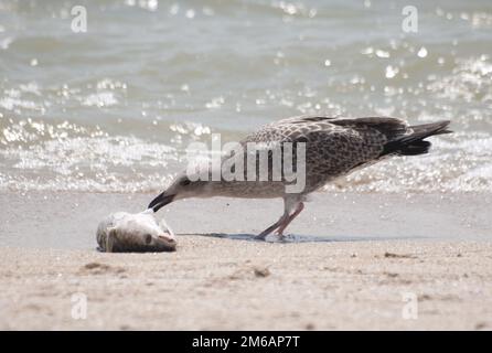 Gabbiano a zampe gialle che mangia pesce morto. Foto Stock