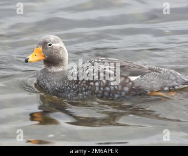 Anatra a vapore Falkland. Foto Stock