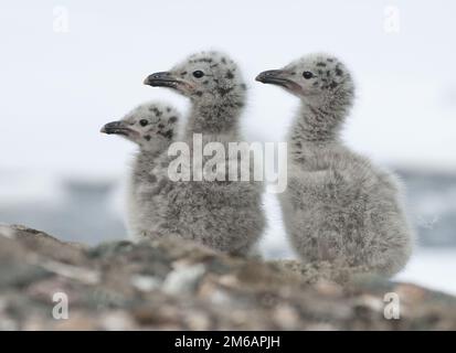 Pulcini di gabbiano dominicani. Foto Stock