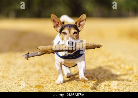 Piccolo cane Jack Russell con un grande bastone in bocca e giocando con il proprietario in campo. Foto Stock