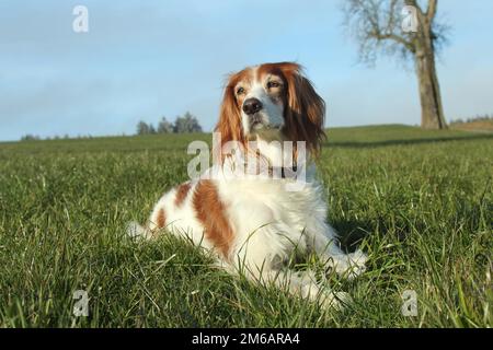 Cane da caccia Irish Setter, Allgaeu, Baviera, Germania Foto Stock