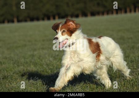 Cane da caccia Irish Setter, Allgaeu, Baviera, Germania Foto Stock