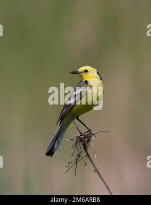 Uomo Citrine Wagtail seduto su un ramo morto di erba. Foto Stock