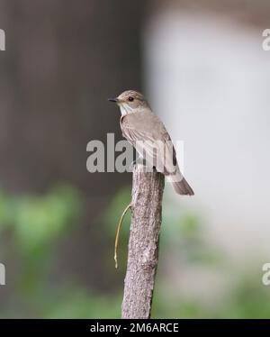 Flycatcher macchiato seduto su un ramo morto. Foto Stock