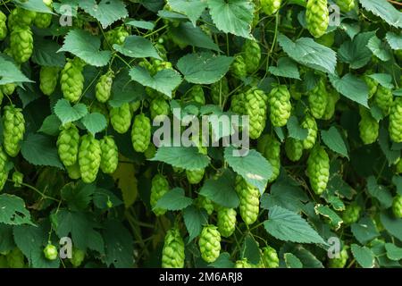 Particolare di luppolo fresco verde per la produzione di birra sul campo. Foto Stock