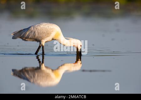 Spatolatura eurasiatica (Platalea leucorodia), Ungheria Foto Stock