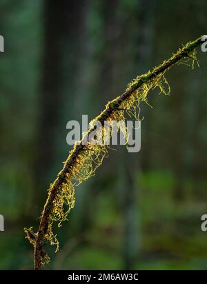 Macrofo di ramo con muschio nella foresta, Foresta Nera, Germania Foto Stock