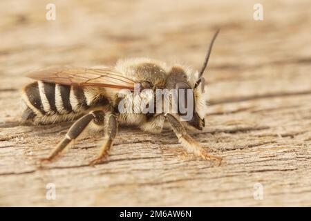 Dettaglio primo piano di un maschio mediterraneo bianco sezionato foglia ape, Megachile albisecta su legno Foto Stock