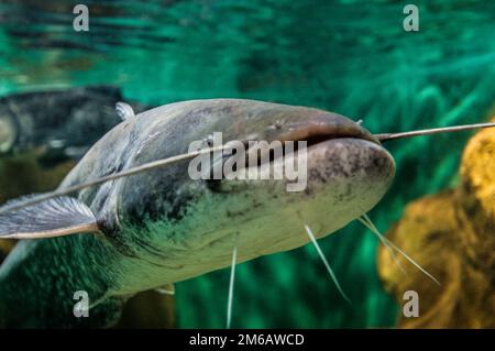 Primo piano di un pesce gatto tropicale a coda rossa, Phractocephalus hemioliopterus, nuoto in un acquario. Foto Stock