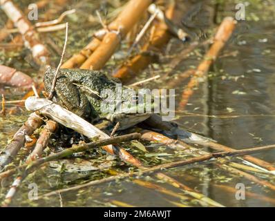 Marsh Frog su Reeds Foto Stock