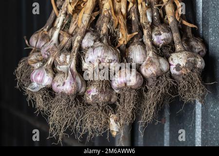 Aglio in fasci essiccati sotto tetto di casa rurale. Prodotto biologico ampiamente usato in cucina e medicina di nazione differenti. Messa a fuoco selettiva Foto Stock