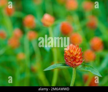 Gomfrena arancione o amaranto globo nel giardino. Foto Stock
