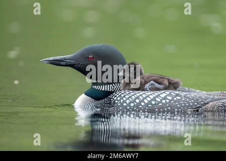 loon comune adulto (Gavia immer) che porta il suo bambino sulla schiena. . Foto Stock