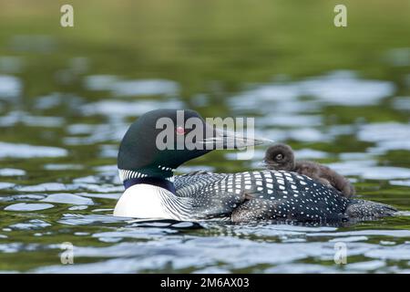 loon comune adulto (Gavia immer) che porta il suo bambino sulla schiena. . Foto Stock