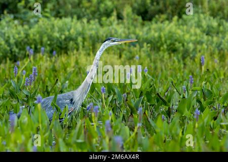 Grande airone blu in piedi e guardare in una zona di piante di pickerelweed (Pontederia cordata). Ardea herodias e. Foto Stock