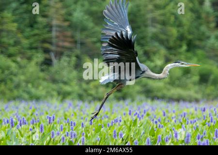 Grande airone blu decollo in un cerotto di piante di Pickerelweed (Pontederia cordata). Ardea herodias e. Foto Stock