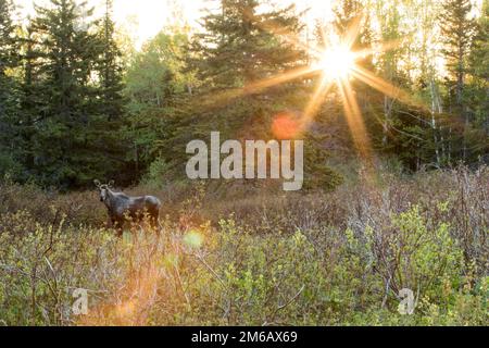 Giovane alce toro in piedi all'alba in un prato e guardare. Alces americanus Foto Stock