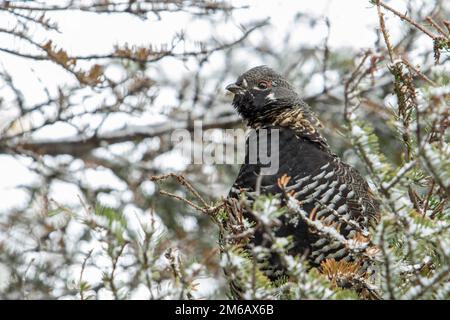 Grusa di abete rosso (Falcipennis canadensis) arroccata in un abete bianco e da osservare. Foto Stock