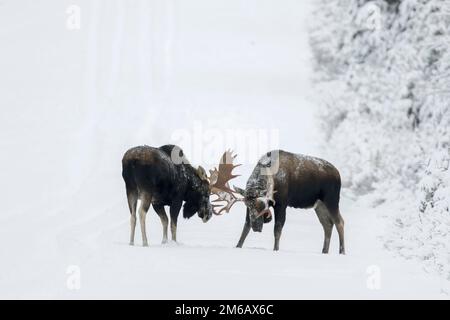 Due alci toro combattono su una strada innevata nella foresta durante il solco. Alces americanus Foto Stock