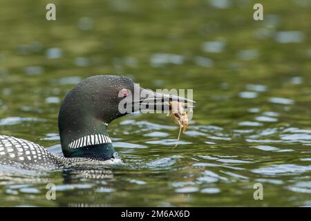 loon comune (Gavia immer) che trasporta un gambero. Foto Stock